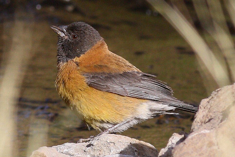 Black-hooded Sierra Finch