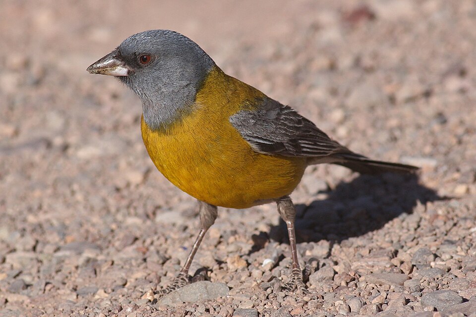 Grey-hooded Sierra Finch