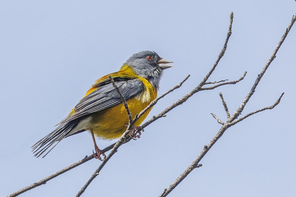 Patagonian Sierra Finch