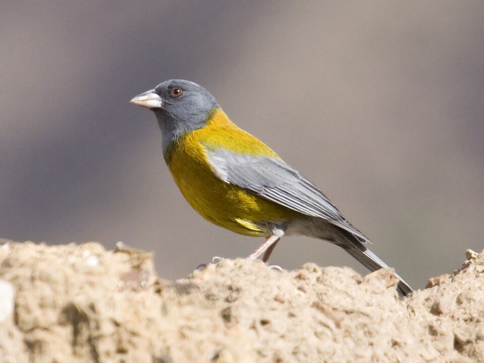 Peruvian Sierra Finch