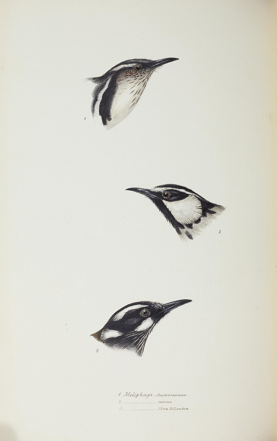 Crescent Honeyeater