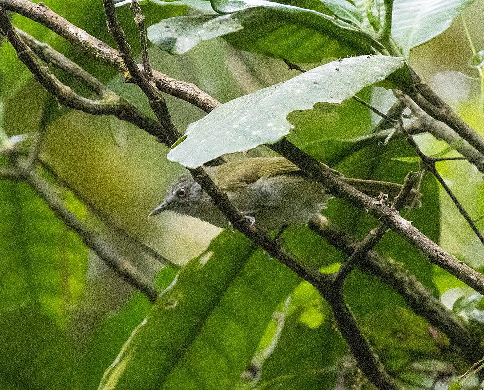 Montane Tiny Greenbul
