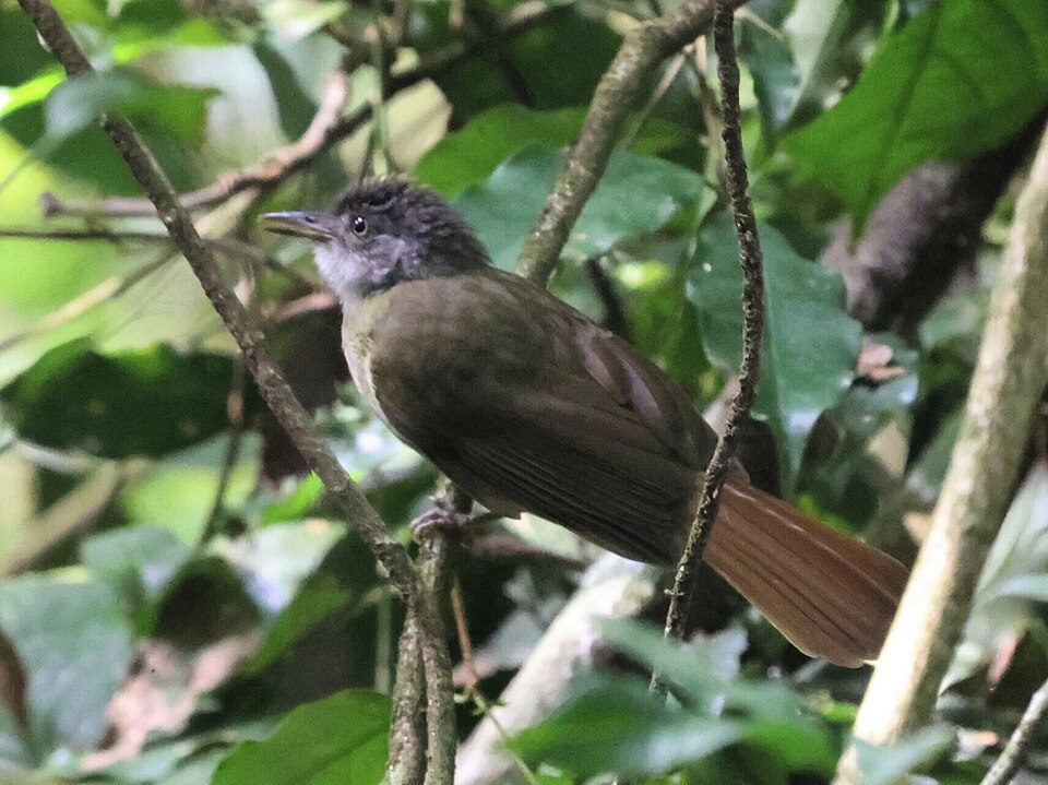 White-throated Greenbul