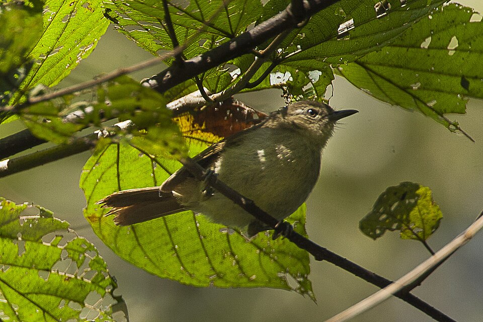 Cabanis's Greenbul