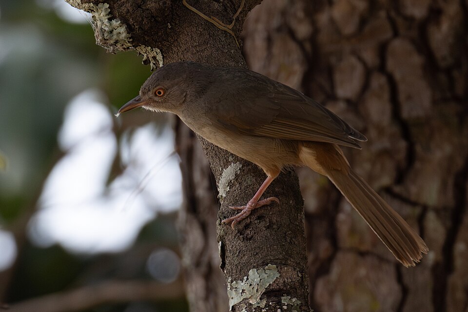 Grey-olive Greenbul