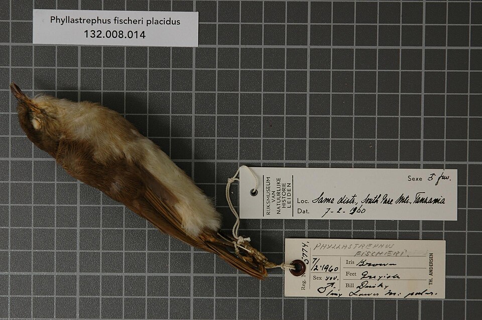 Fischer's Greenbul