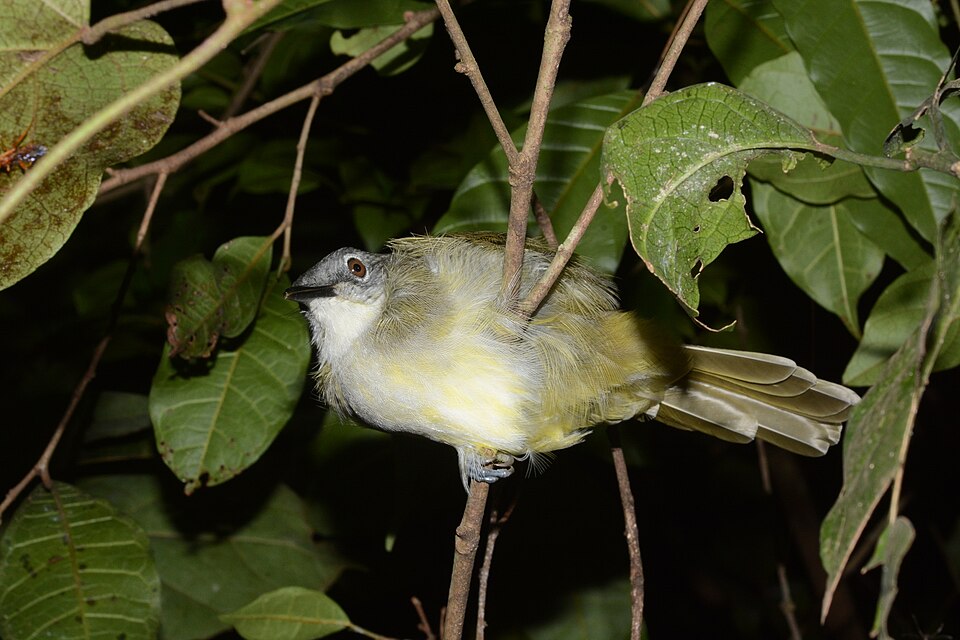 Yellow-streaked Greenbul