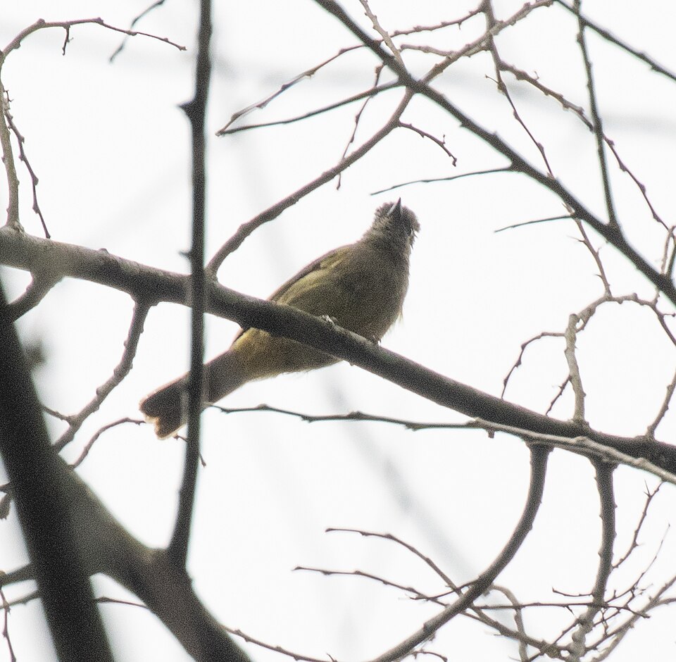 Toro Olive Greenbul
