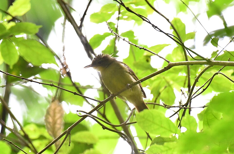 Icterine Greenbul