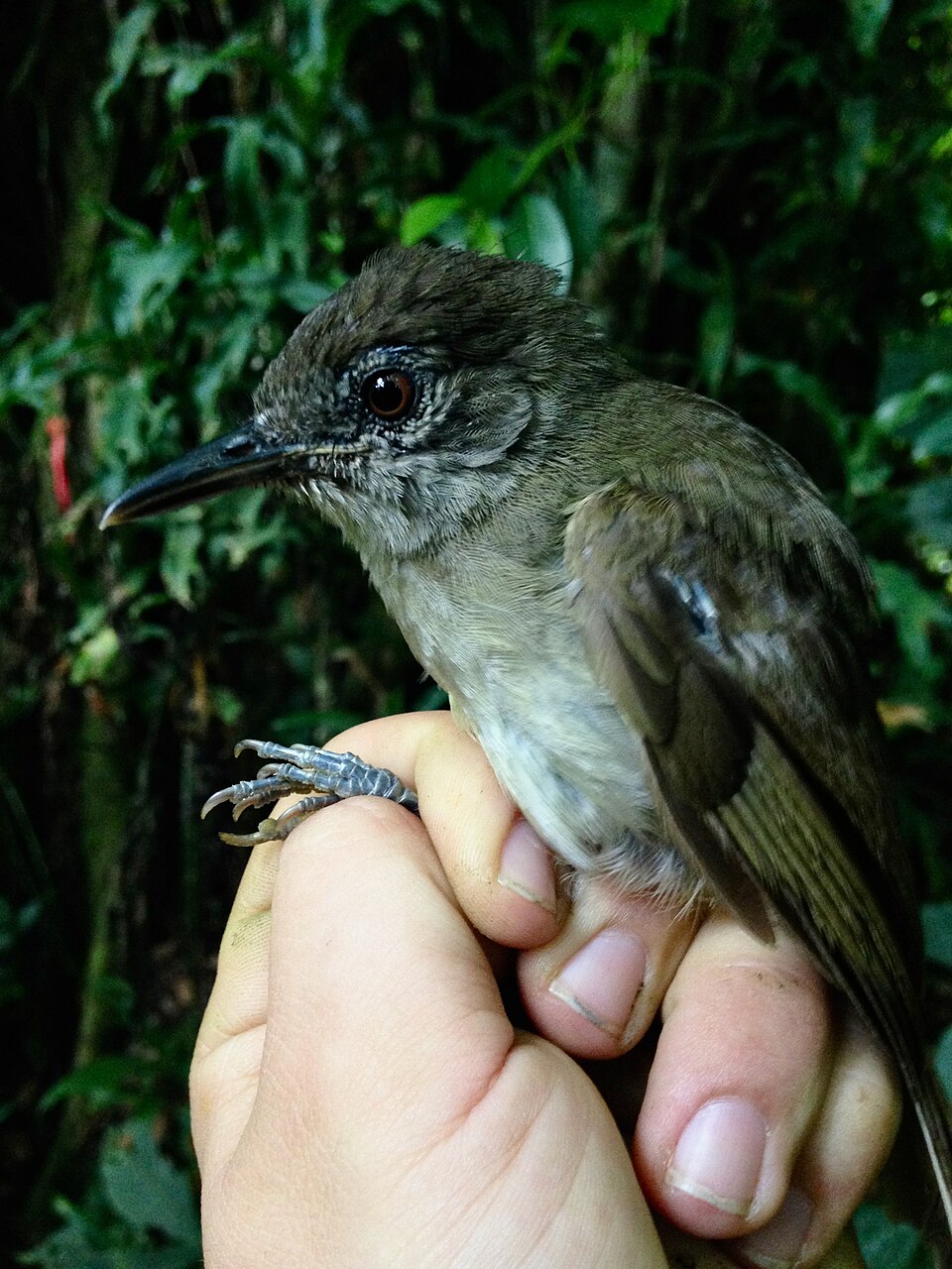 Cameroon Olive Greenbul