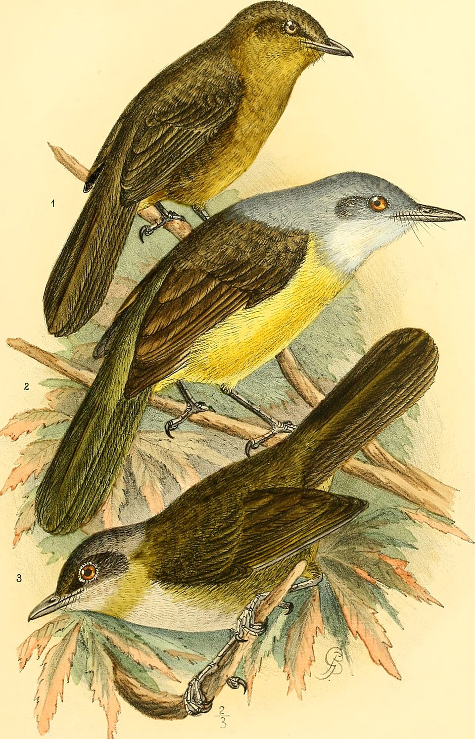 Grey-headed Greenbul