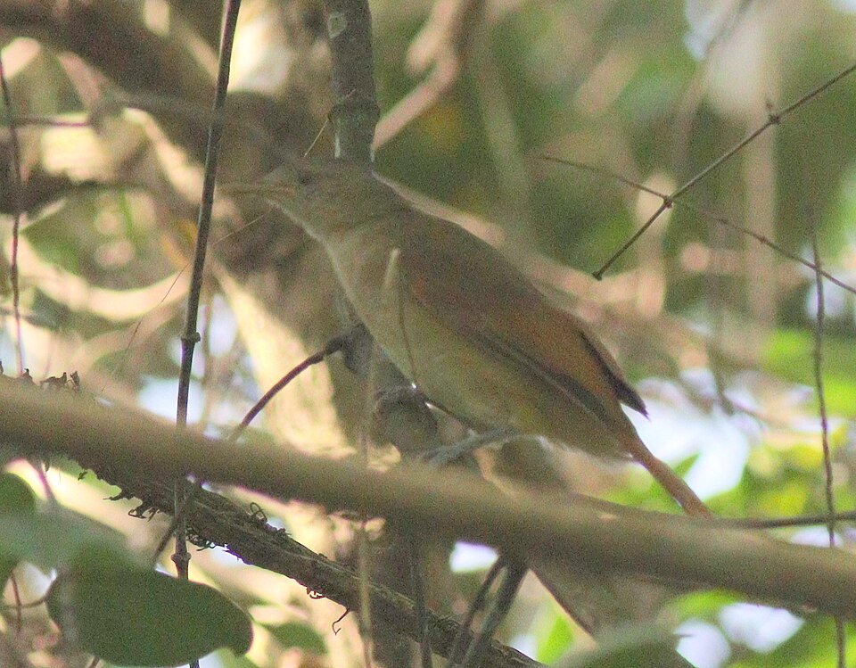 Red-tailed Leaflove