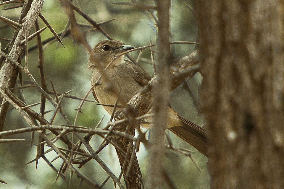 Northern Brownbul