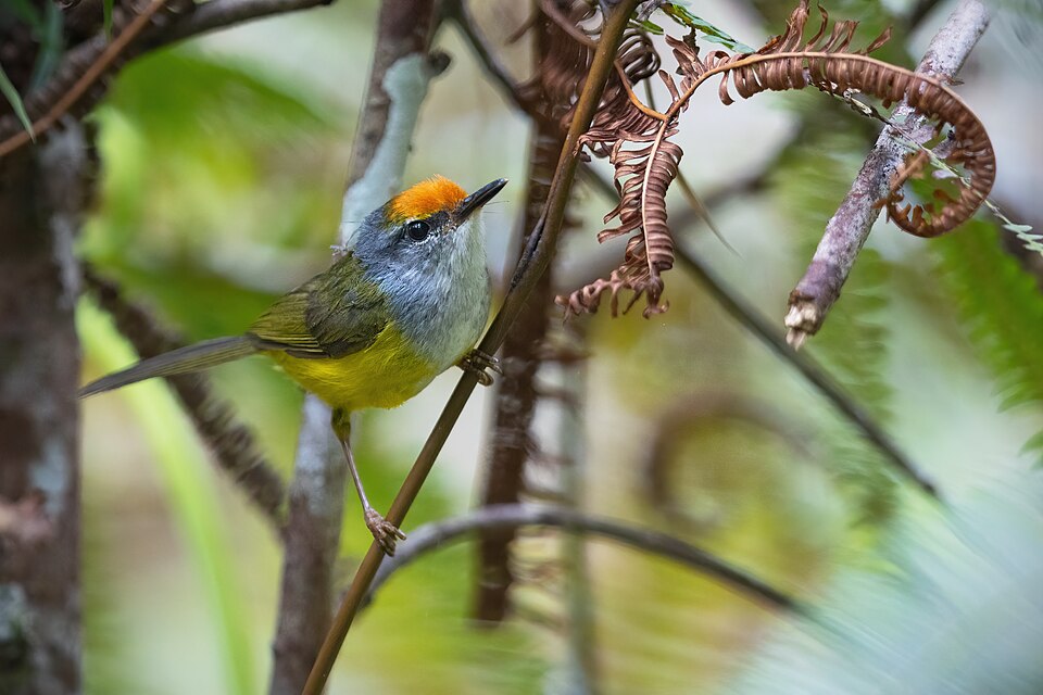Mountain Tailorbird