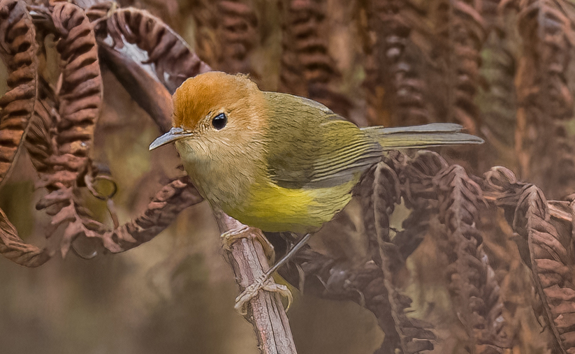 Rufous-headed Tailorbird