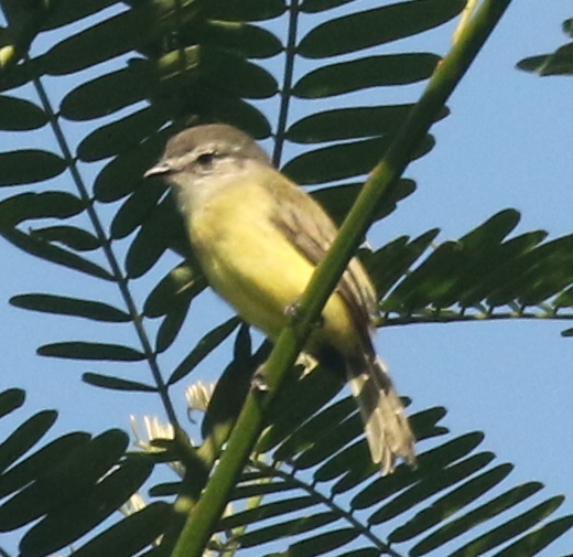 Sooty-headed Tyrannulet