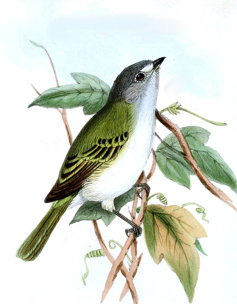 Grey-capped Tyrannulet