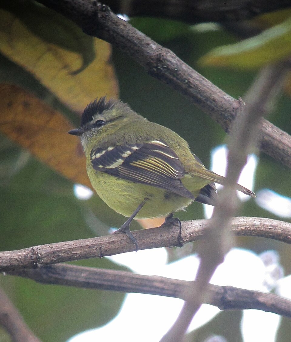 Black-capped Tyrannulet