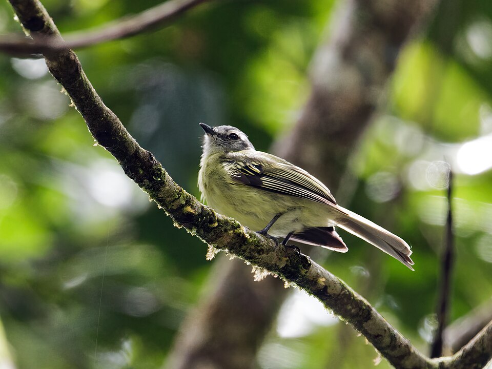 Plumbeous-crowned Tyrannulet