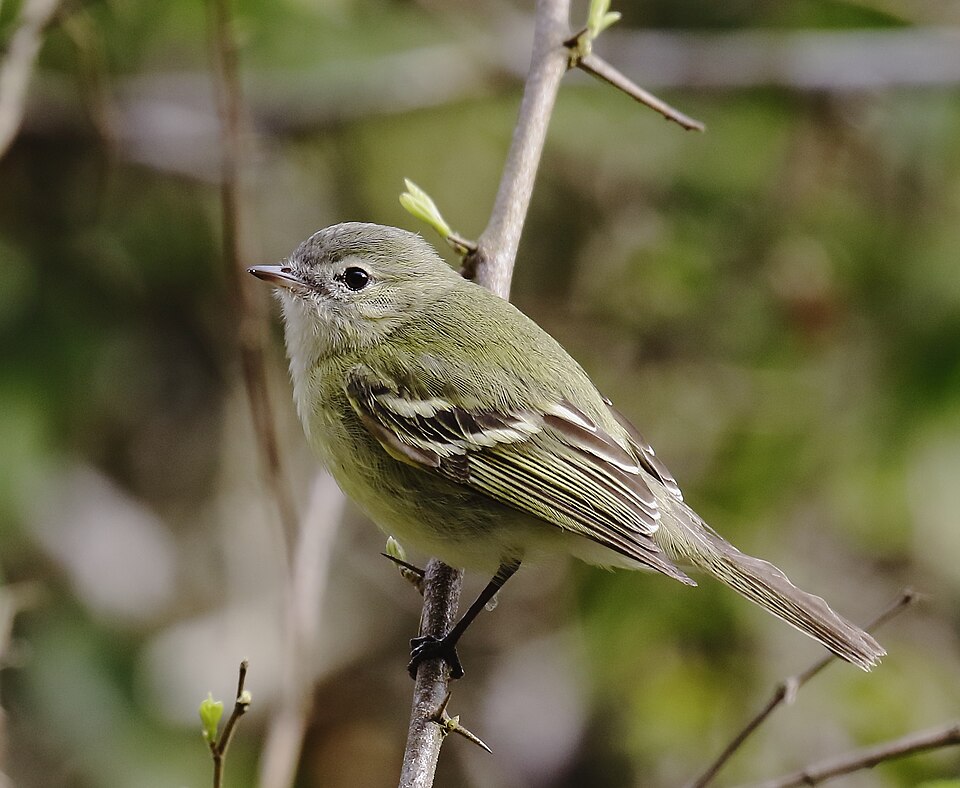 Reiser's Tyrannulet