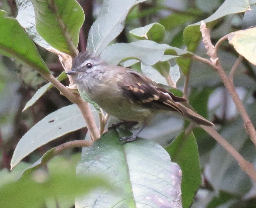 Tawny-rumped Tyrannulet