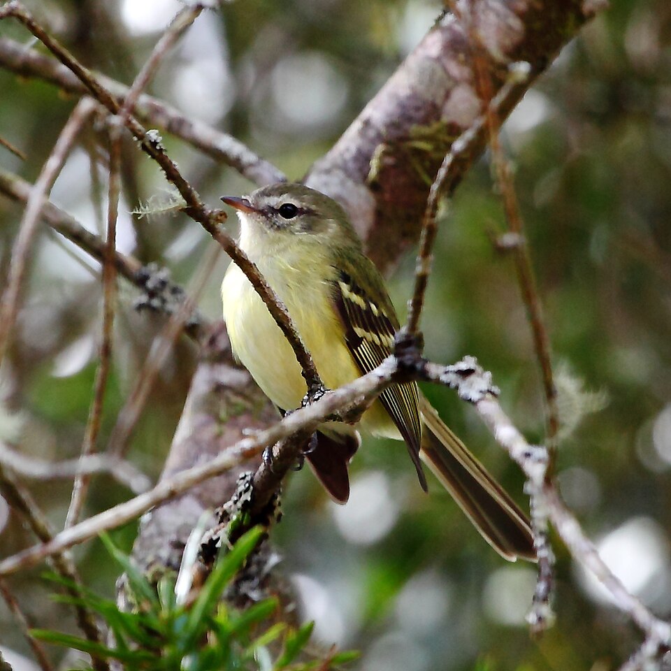 Greenish Tyrannulet
