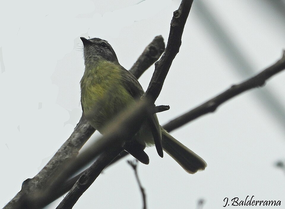 Yungas Tyrannulet
