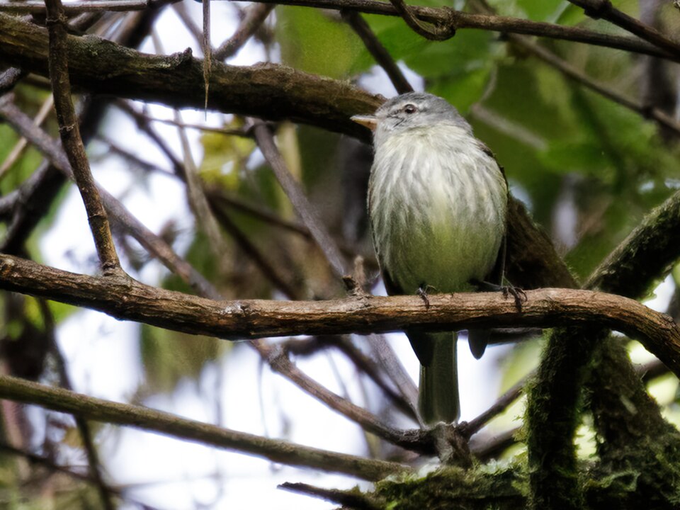 White-fronted Tyrannulet