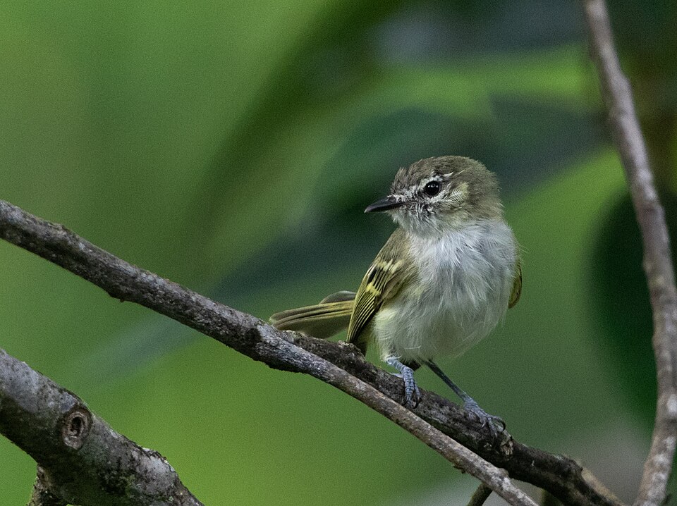 Alagoas Tyrannulet