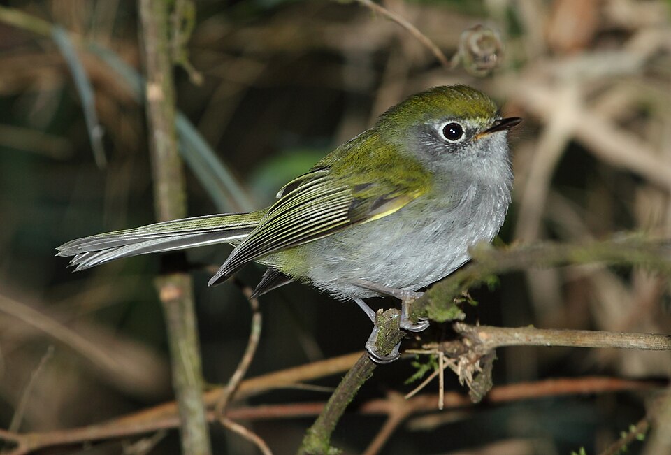 Serra do Mar Tyrannulet
