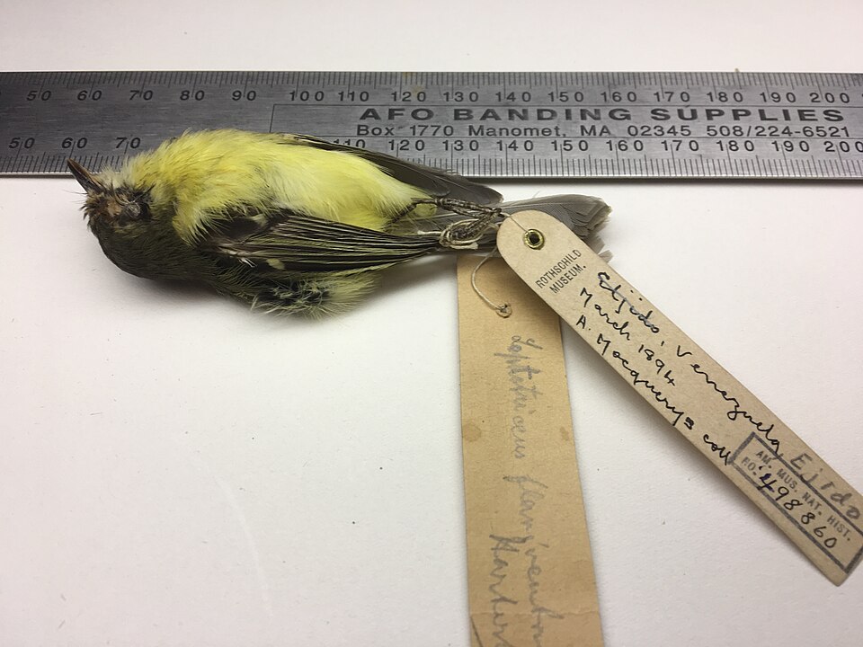 Rufous-lored Tyrannulet