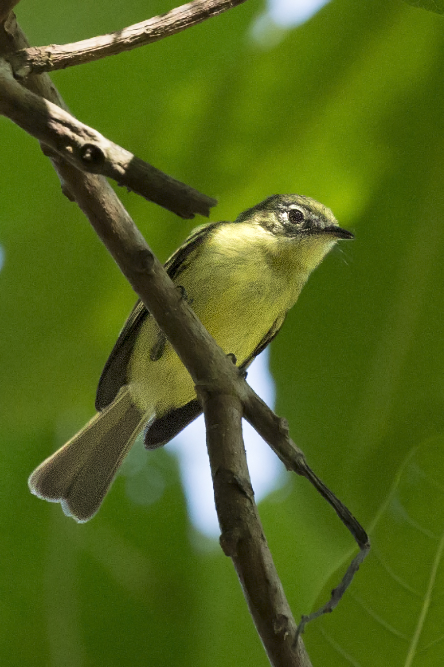 Panamanian Tyrannulet