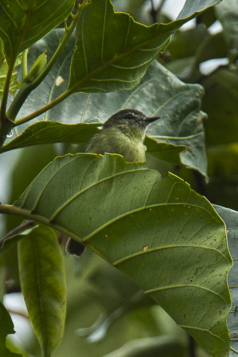 Ecuadorian Tyrannulet