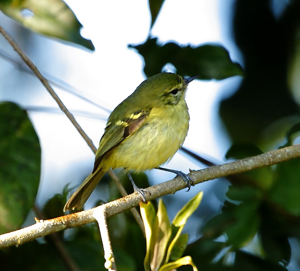 Restinga Tyrannulet
