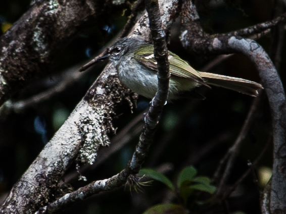 Black-fronted Tyrannulet