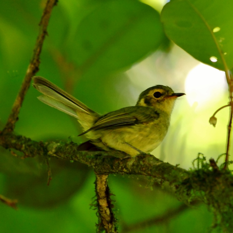Oustalet's Tyrannulet