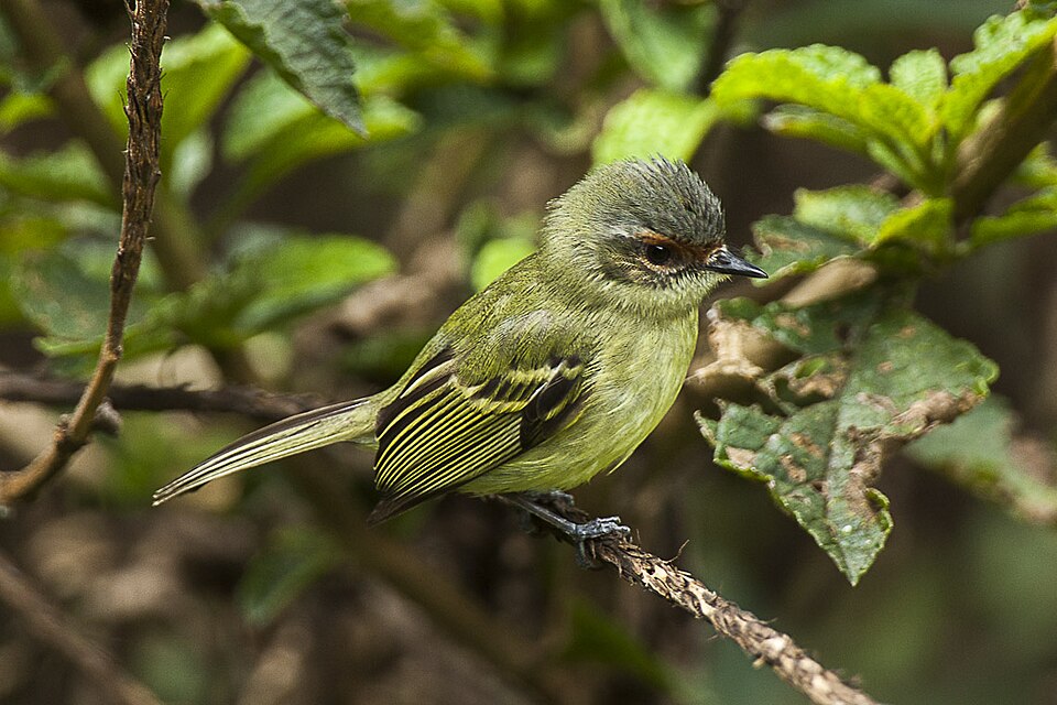 Cinnamon-faced Tyrannulet