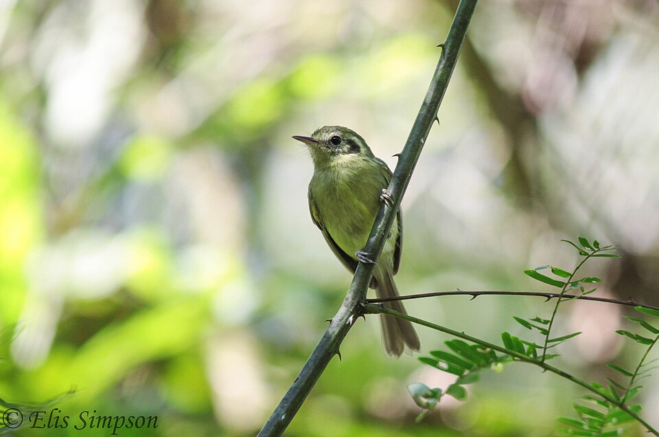 Sao Paulo Tyrannulet