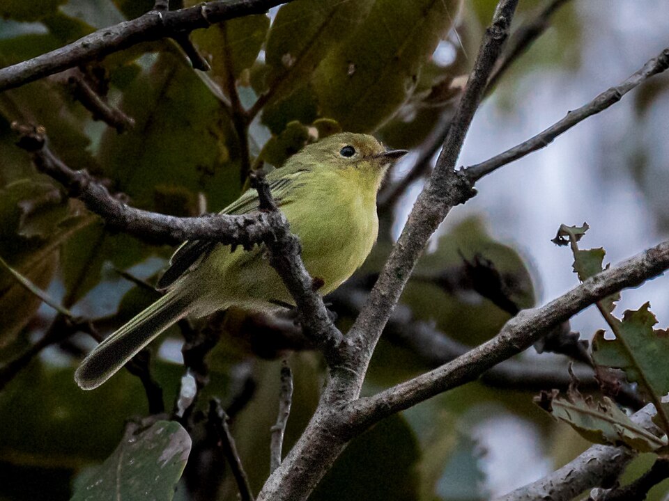 Minas Gerais Tyrannulet