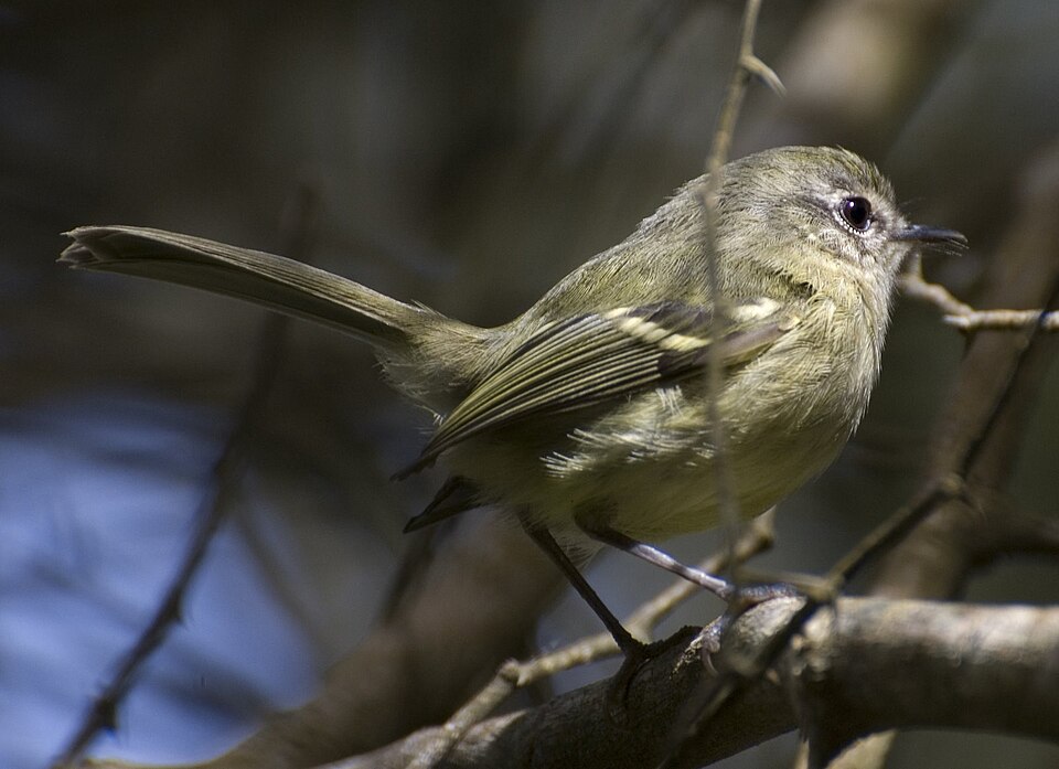 Mottle-cheeked Tyrannulet