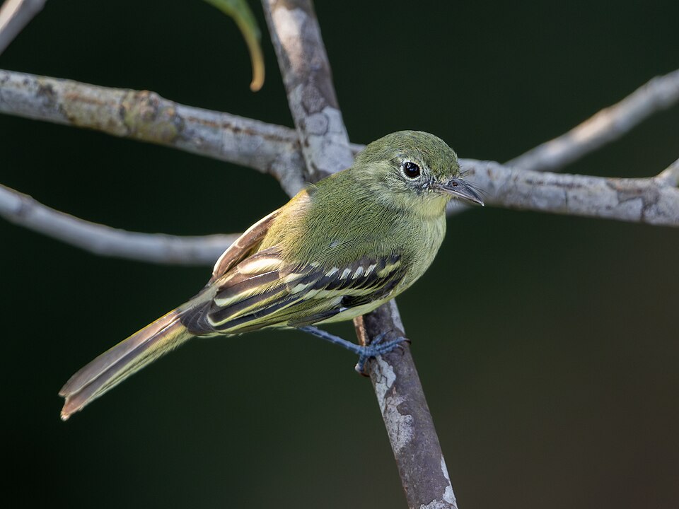 Olive-green Tyrannulet