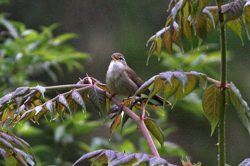 Yellow-streaked Warbler