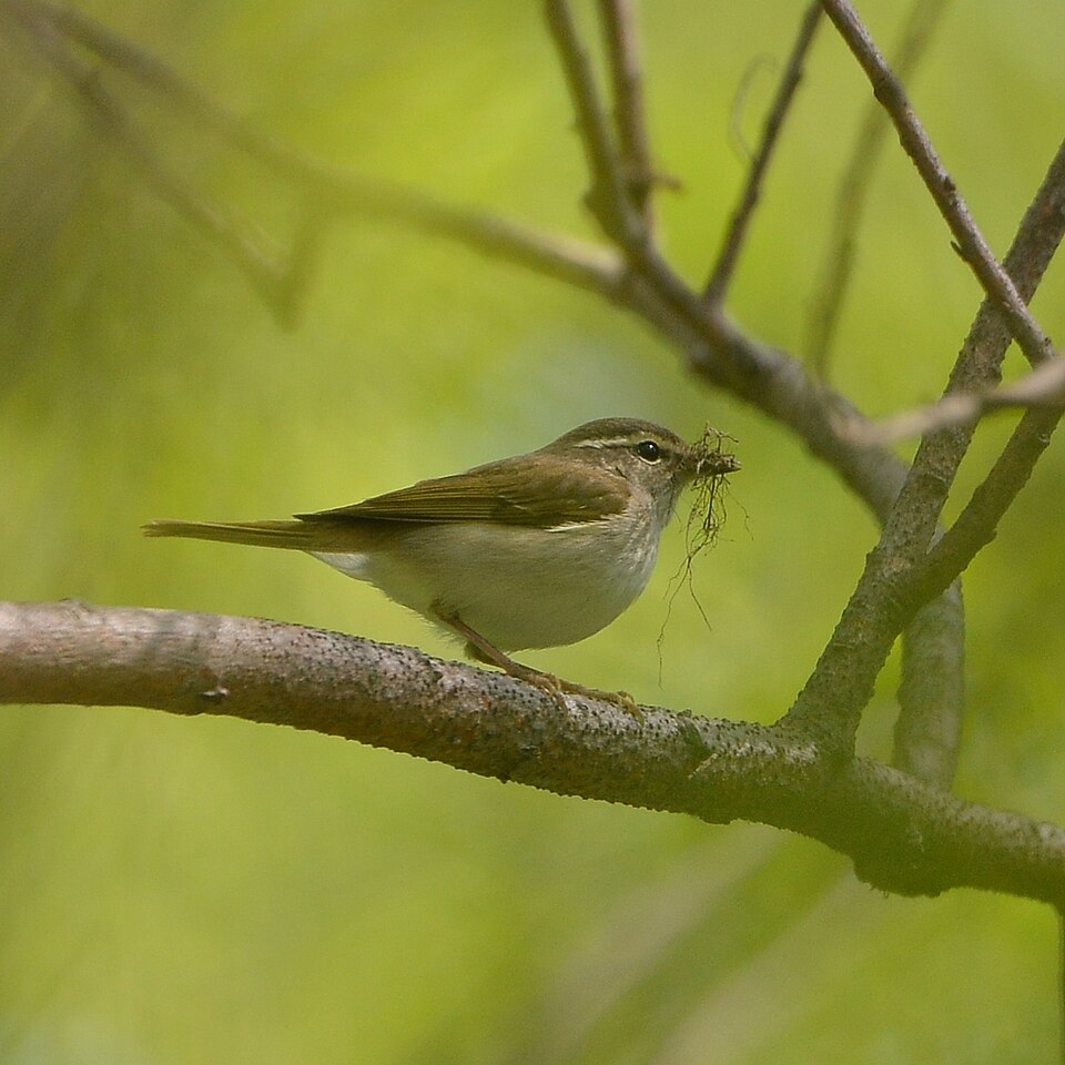 Sakhalin Leaf Warbler