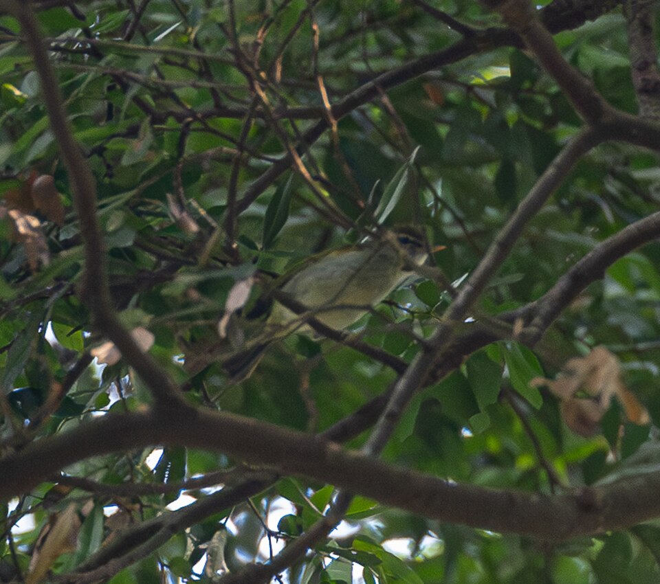 Uganda Woodland Warbler
