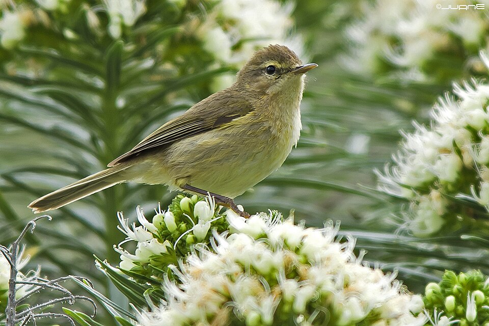 Canary Islands Chiffchaff