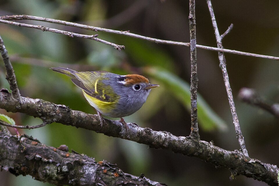 Chestnut-crowned Warbler