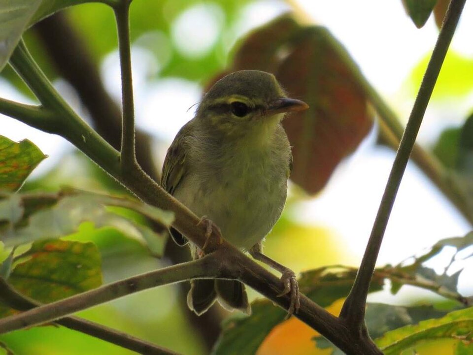 Lemon-throated Leaf Warbler