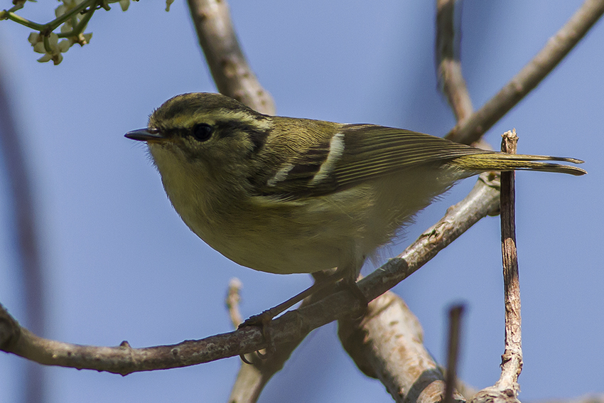 Lemon-rumped Warbler
