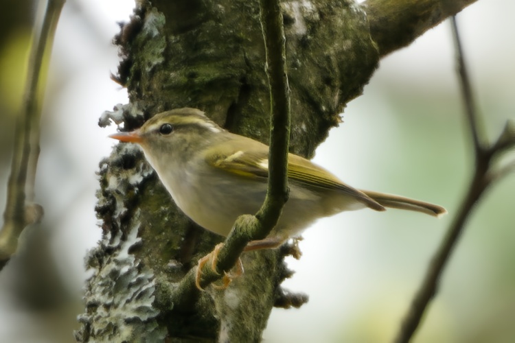 Claudia's Leaf Warbler