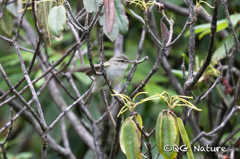 Emei Leaf Warbler